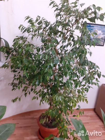 Фикус Бенджамина