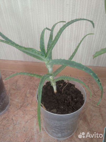 Алоэ столетник