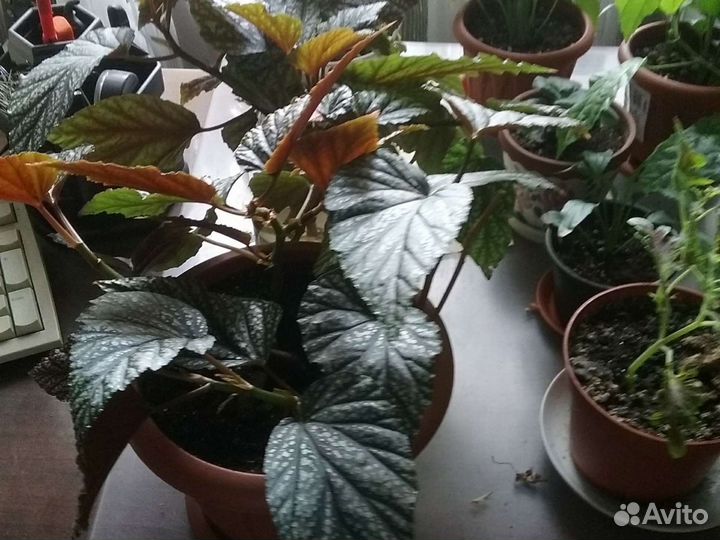 Комнатные цветы