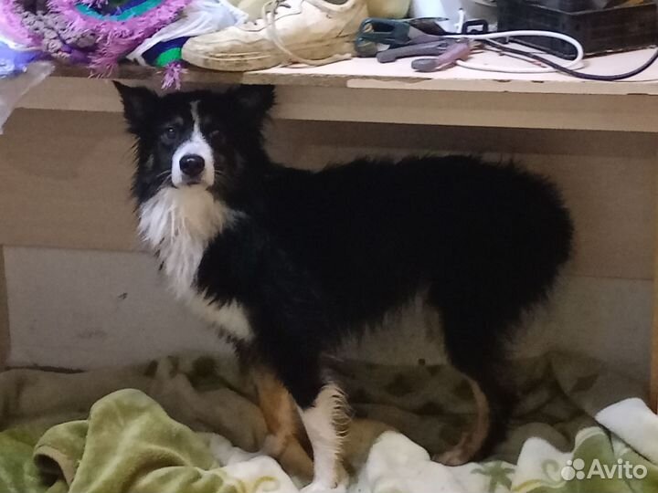 Собака аусси