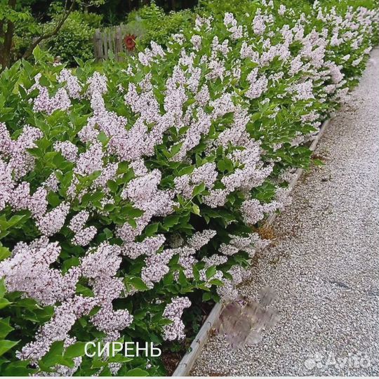Растения для живой изгороди