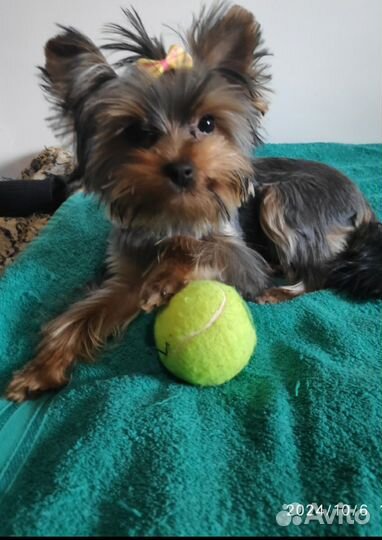 Йоркширский терьер мини