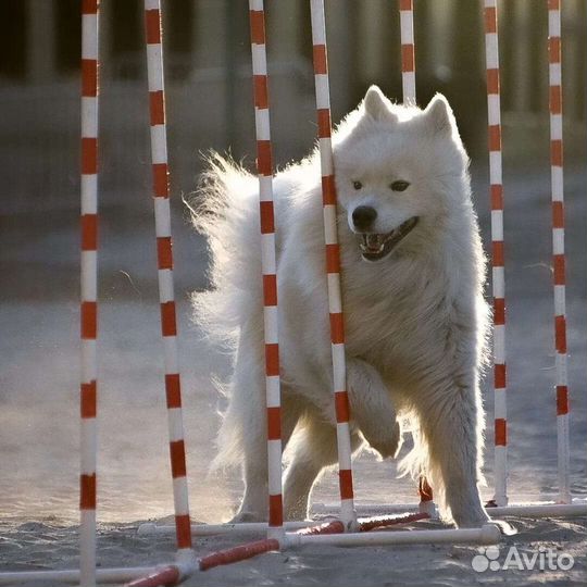 Дрессировка, подготовка к выставке, груминг
