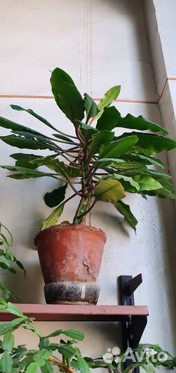 Комнатные растения цветы