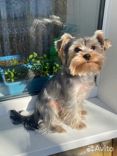 Йоркширский терьер вязка