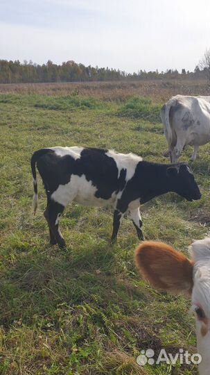 Телята(телочки)