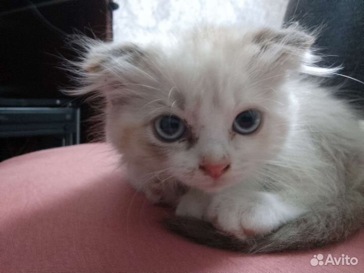 Отдам бесплатно в хорошие руки