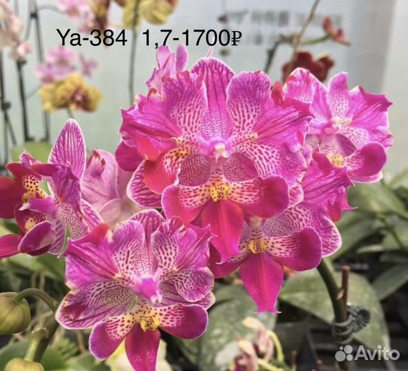 Орхидея подросток