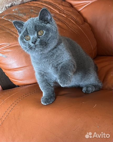 Британские котята - в супер дом