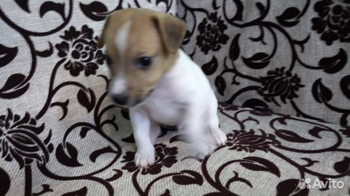 Щенок Джек Рассел терьер девочка