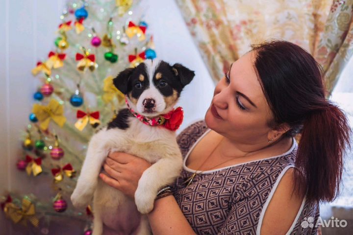 Привитые малыши дворняжки