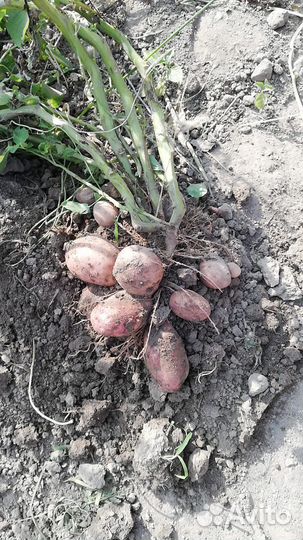 Картофель
