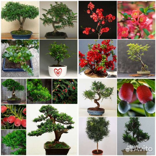 Семена Ногоплодника,Зантоксилума,Айвы,Тиса