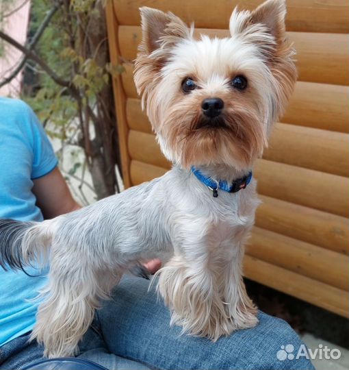 Йоркширский терьер вязка