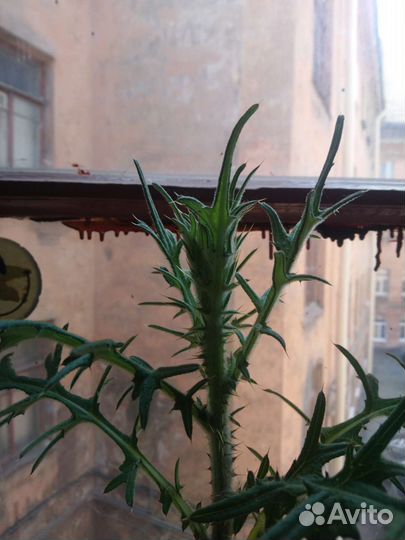 Чертополох в горшке