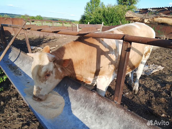 Бык на племя