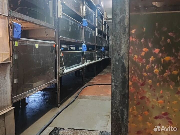 Аквариумные рыбы, растения, декор и корма оптом