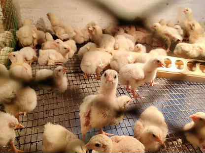 Цыплята суточные с хозяйства, Щёлково