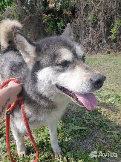 Сибирский хаски