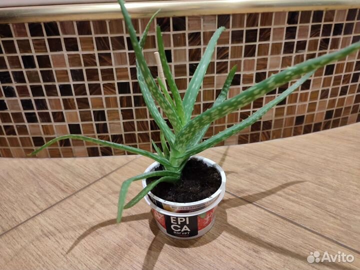 Алоэ, хавортия, стапелия, каланхоэ