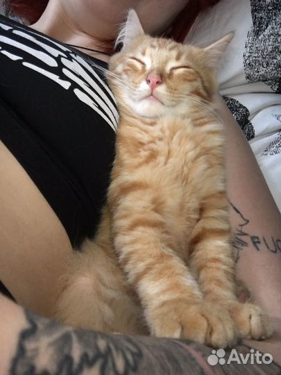 Котята в добрые руки мама мейн кун рыженький