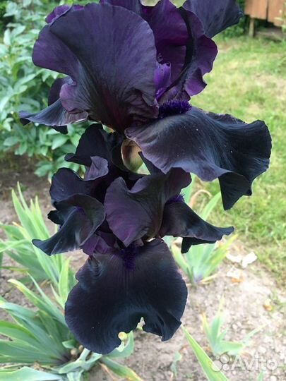 Ирис бородатый Before the storm