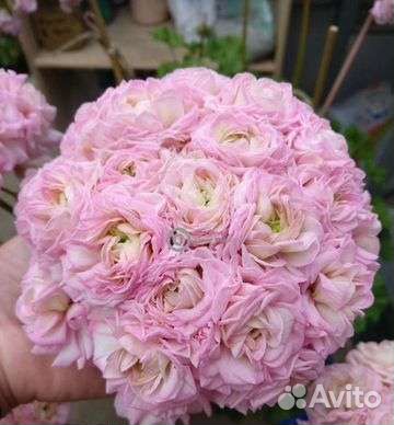 Пеларгония юв звезда Водолея