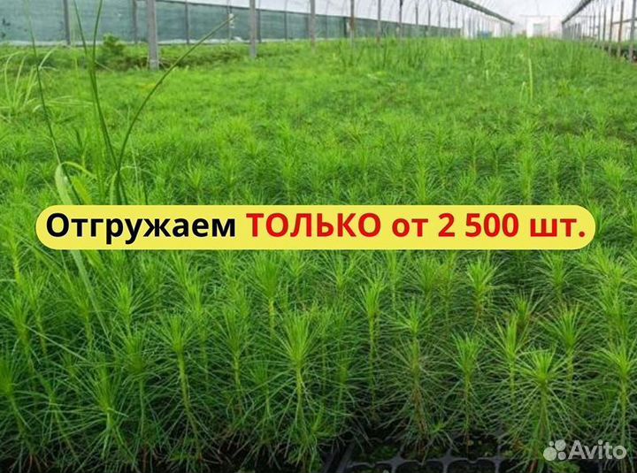 Сеянцы сосны зкс оптом