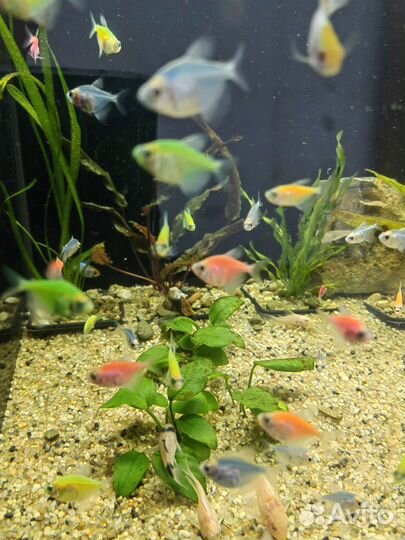 Аквариумные рыбки тернеция, данио, барбусы