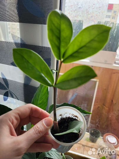 Замиокулькас