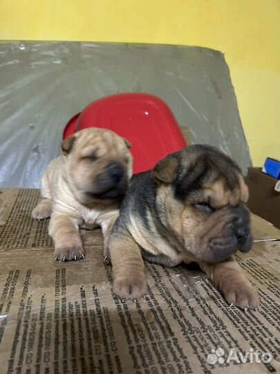 Щенки шарпея