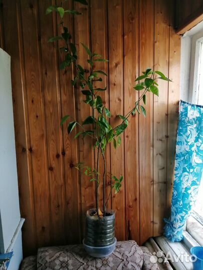 Лимон комнатный. Лимонное дерево