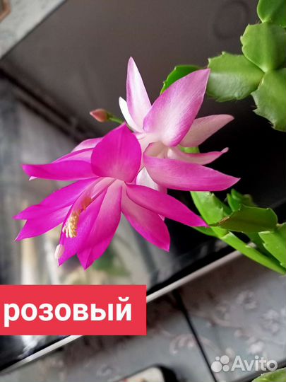 Декабрист белый, красный, розовый, персиковый