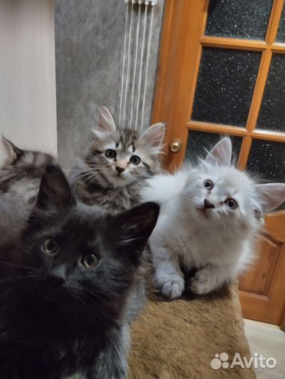 Котята в добрые руки