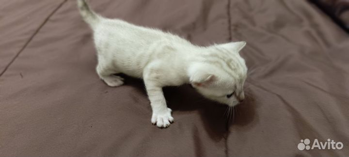 Бенгальские котята