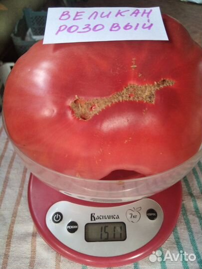 Семена коллекционных томатов Минусинских сортов