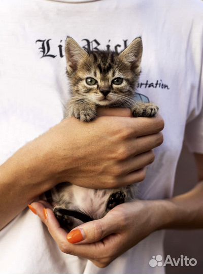 Замечательные котята ищут дом