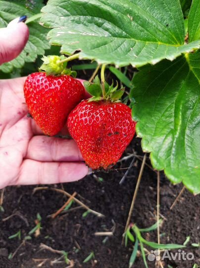 Рассада клубники и ежевики с открытой корневой