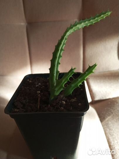 Суккуленты