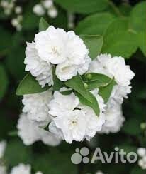 Жасмин чубушник