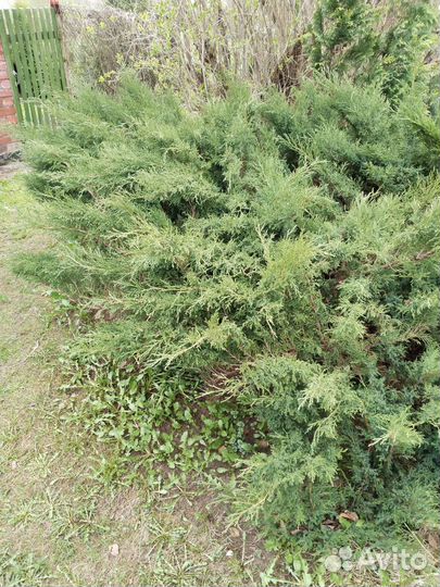 Хвойные декоративные растения (можжевеловые)