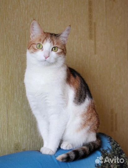 Кошечка богатка в дар