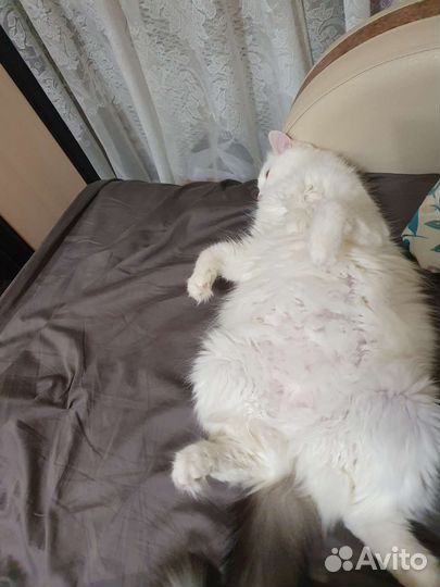 Кошка в дар бесплатно