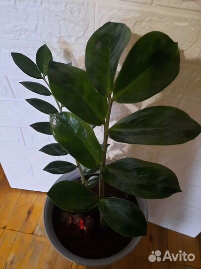 Замиокулькас