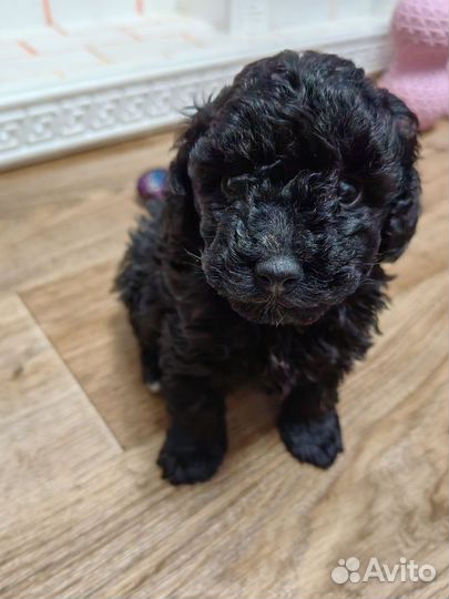 Карликовый пудель