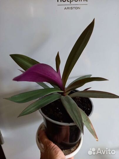 Комнатные цветы - рэо