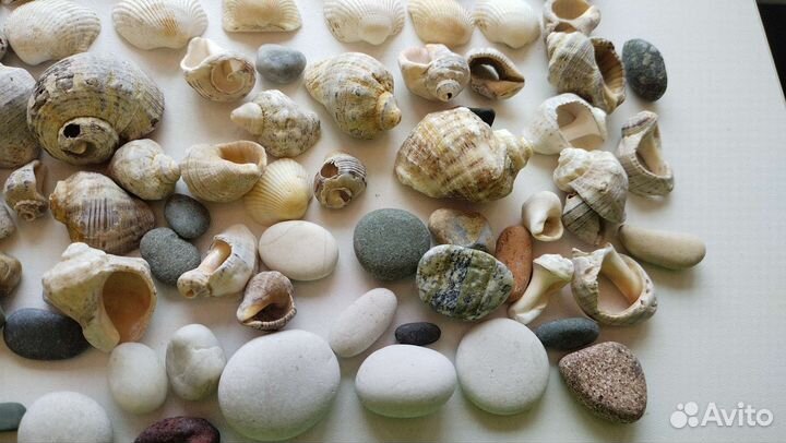 Морские ракушки раковины