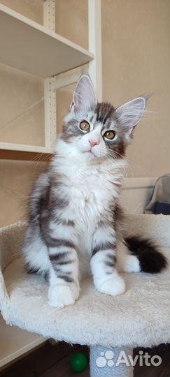 Котята мейн-кун Питомник