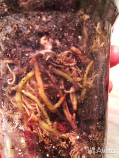 Аглаонема сильвер бей