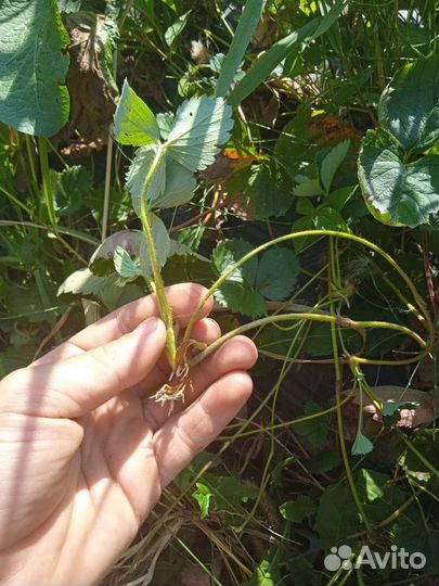 Рассада клубники брила